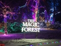 The-Magic-Forest-02