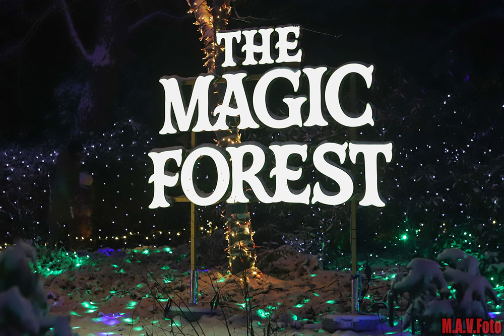 The-Magic-Forest-03