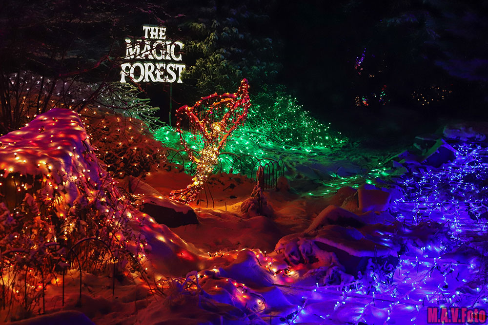 The-Magic-Forest-10